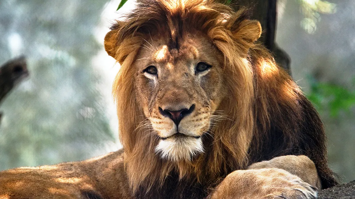 كم سعر الأسد على التيك توك 2026