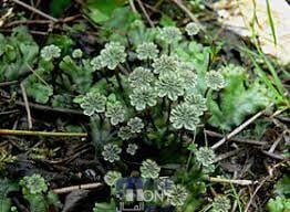 أي النباتات الآتية يصنف إلى نباتات لا وعائية بيت العلم