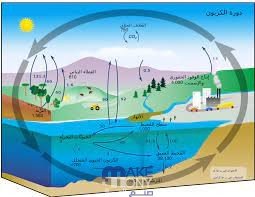 يحجر الكربون عن الجو فترة طويلة من الزمن في