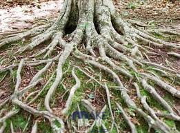 أي الوظائف الآتية تقوم الجذور بها عادة