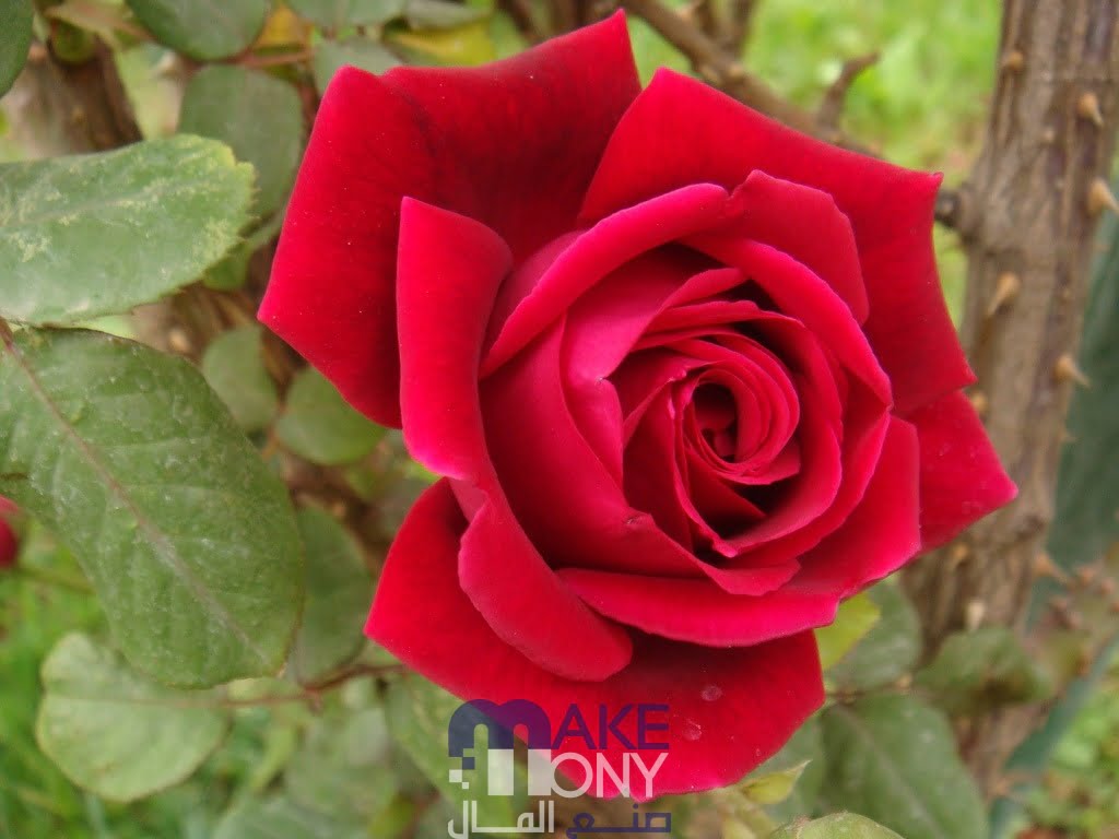 ميرندا كوهين ويكيبيديا