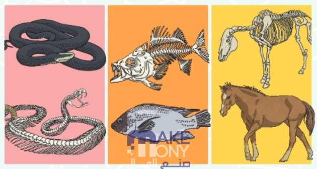 الحبل العصبي هو التركيب الظهري الذي يصبح عمودًا فقريًا لدى غالبية الفقاريات