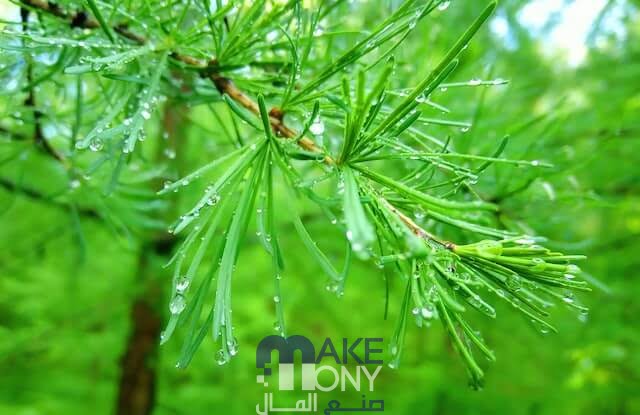 ما اهمية المادة الخضراء في الاوراق